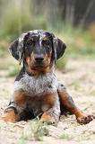 BEAUCERON - PUPPIES 091